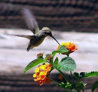 Attracting and Feeding Hummingbirds Image